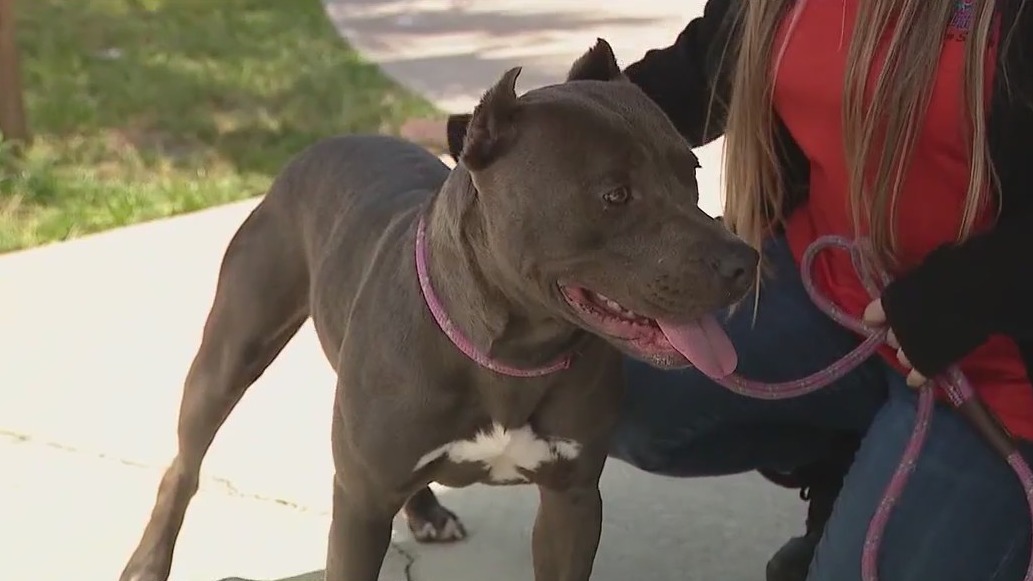 Search for new home for abused rescue dog